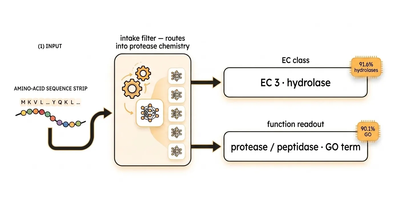 Function and family routing: 91.6% hydrolases, 90.1% protease/peptidase GO
