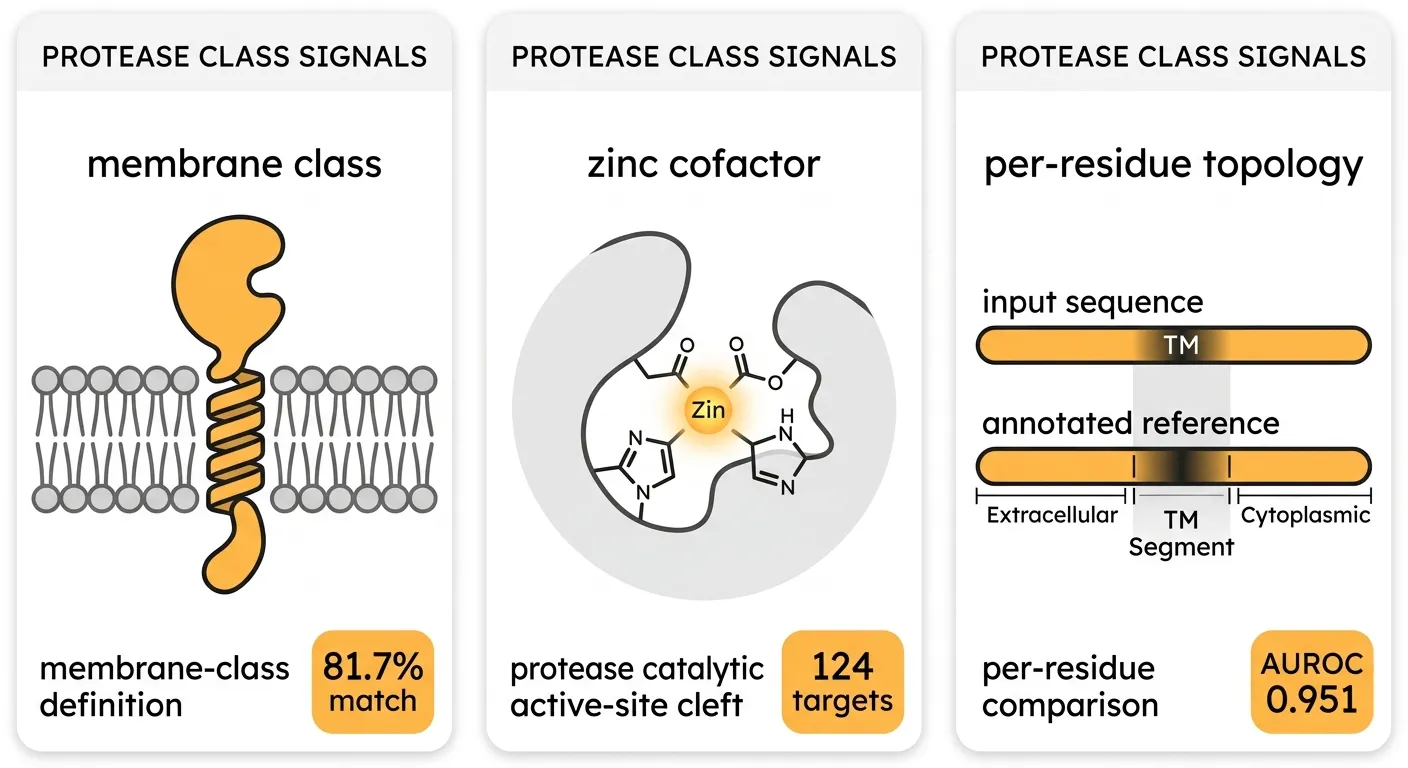 Membrane-class routing (81.7%), zinc on 124 targets, residue-level topology AUROC 0.951