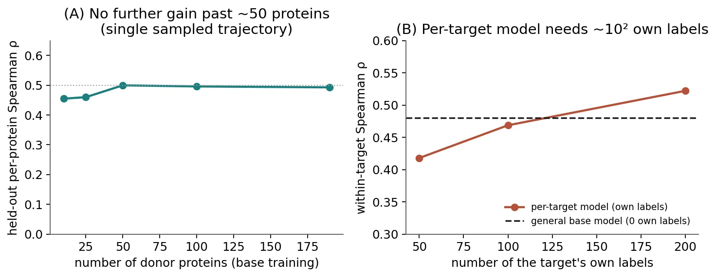 Left: held-out ranking versus the number of training proteins, flat past about 50 along the sampled trajectory. Right: a target-specific model exceeds the general base only above about a hundred of the target's own labels.