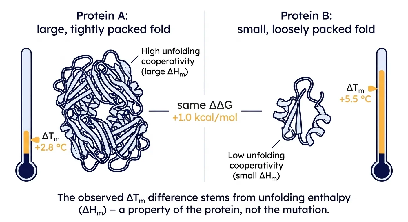 Same ΔΔG, different ΔTm — the melting shift is filtered through the protein's unfolding enthalpy