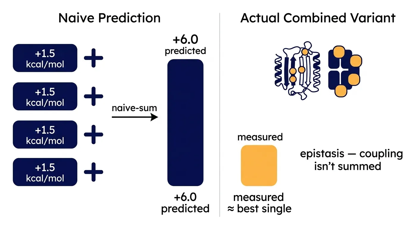 The multi-mutant trap: good singles don't sum — epistasis breaks additivity