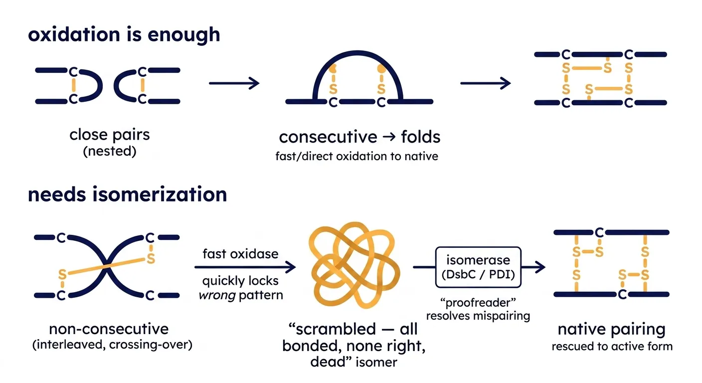 Oxidation is not isomerization: forming any disulfide is not forming the right ones
