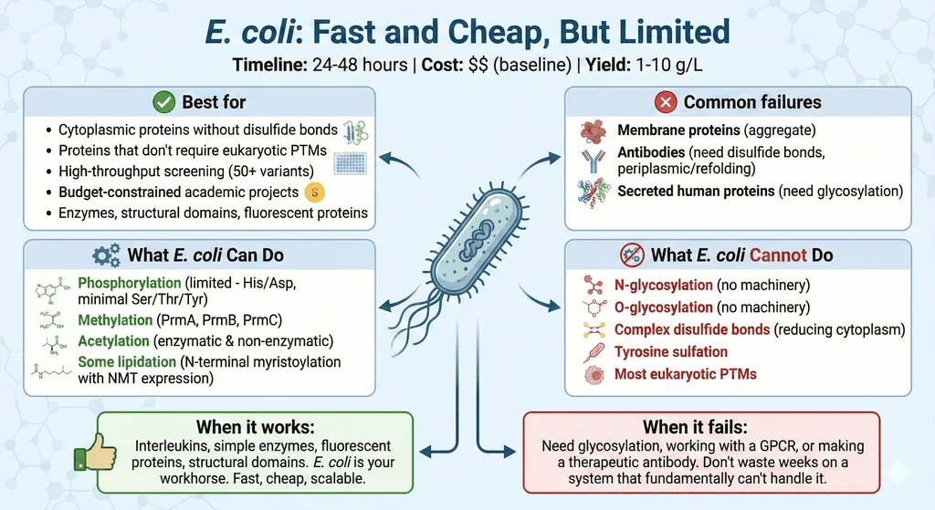 Escherichia Coli Expression System Details Diagram