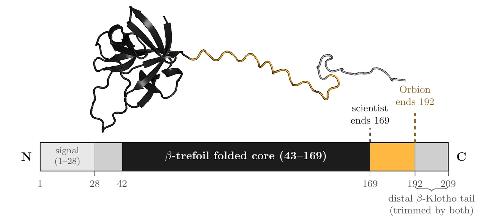 FGF21 fold with its amber C-terminal extension, over a to-scale domain map: the literature construct ends at residue 169, the Orbion construct extends to 192.