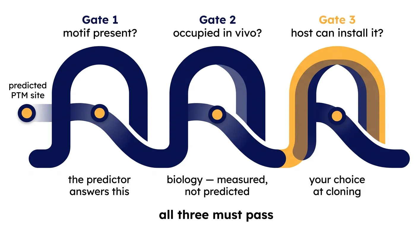 Three gates: motif present, occupied in vivo, and — the one you control — host can install it