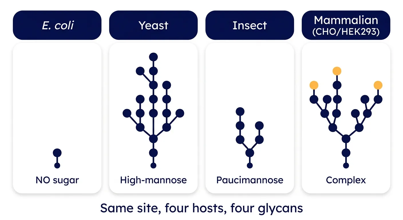 One N-glycosylation sequon, four hosts, four different glycans — installed is not correct