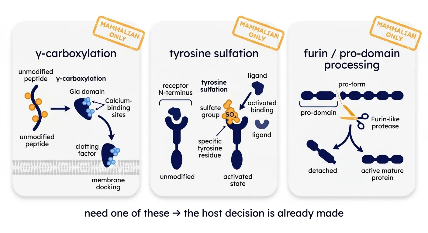 γ-carboxylation, tyrosine sulfation, and furin processing: effectively mammalian-only