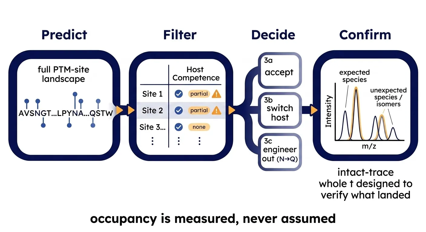 The workflow: predict, filter by host, decide per site, then confirm by mass spec