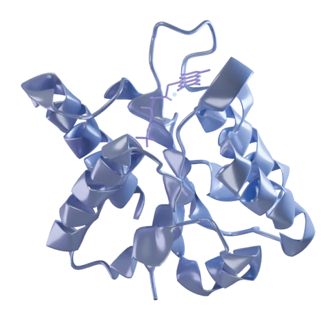 Lavender reference protein ribbon